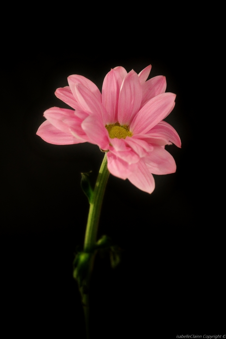 fleurs rose 1 a f2p.jpg