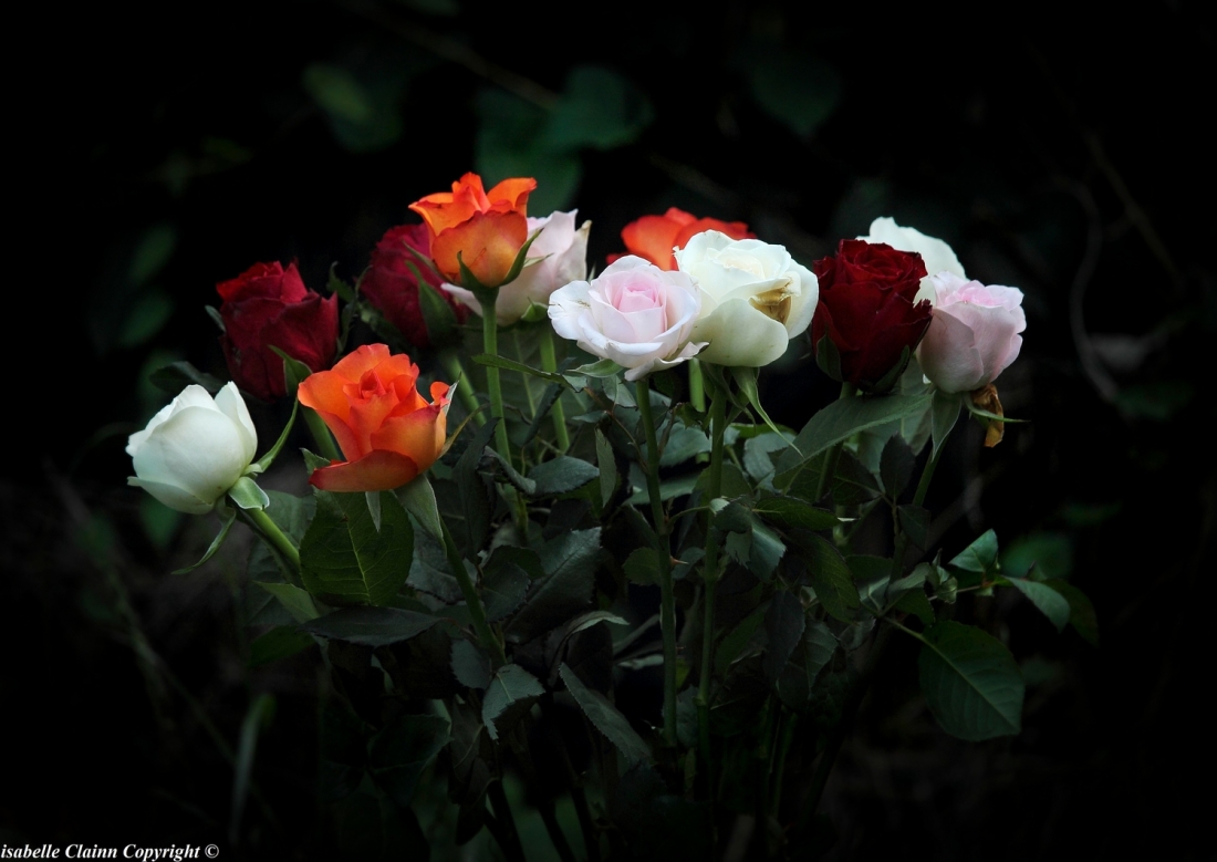 bouquet de roses f2p.JPG