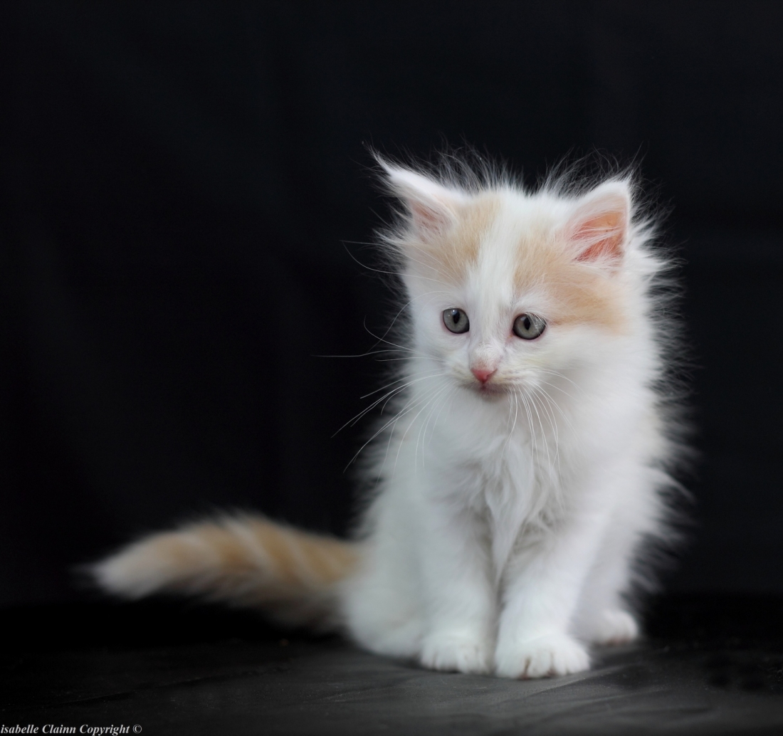 chaton femelle 1 f2p.JPG