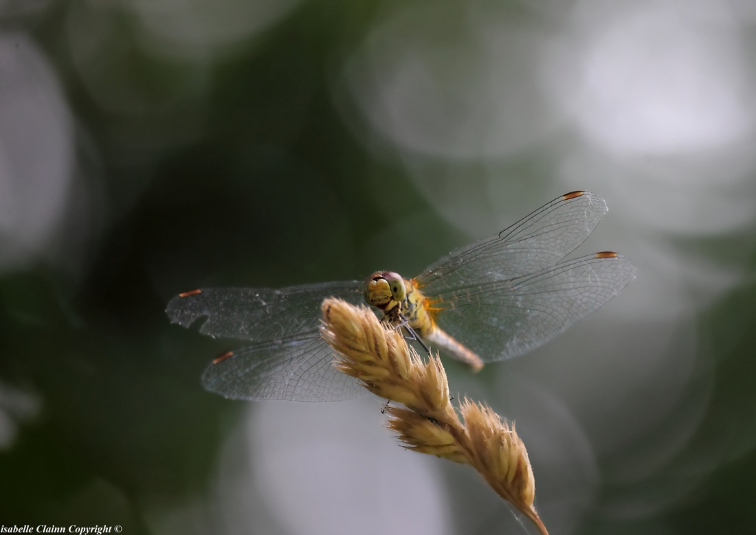 libellule 1 copy f2p.jpg