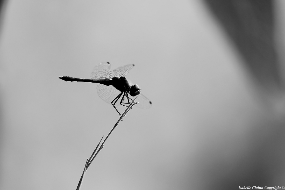 libellule 3 copy f2p.jpg