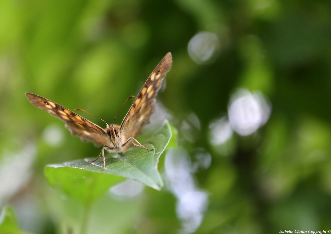 papillon 2 copy f2p.jpg