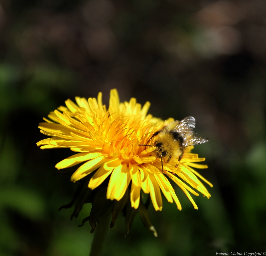 Abeille sur pissenlit f2p.JPG