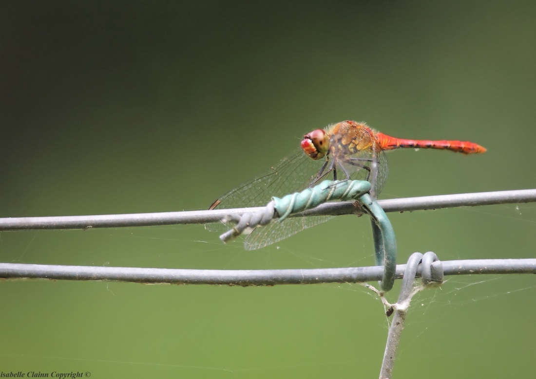 libellule 5  f2p.jpg