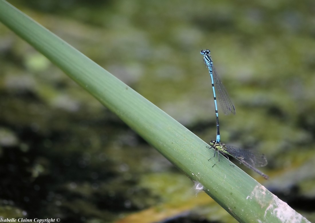 agrions 1 copy f2p.jpg