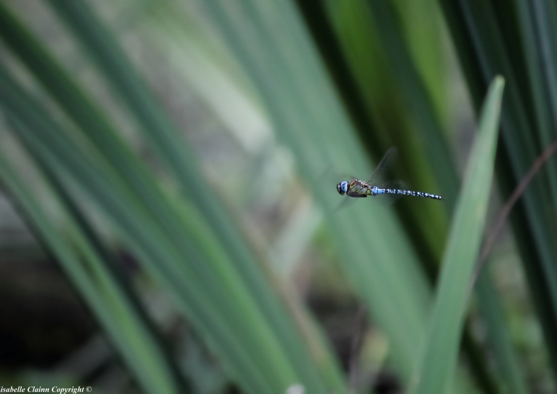 59633a3c08024_libelluleenvolf2p.thumb.jpg.fb13cca2ae276c32e678f313c67ede35.jpg