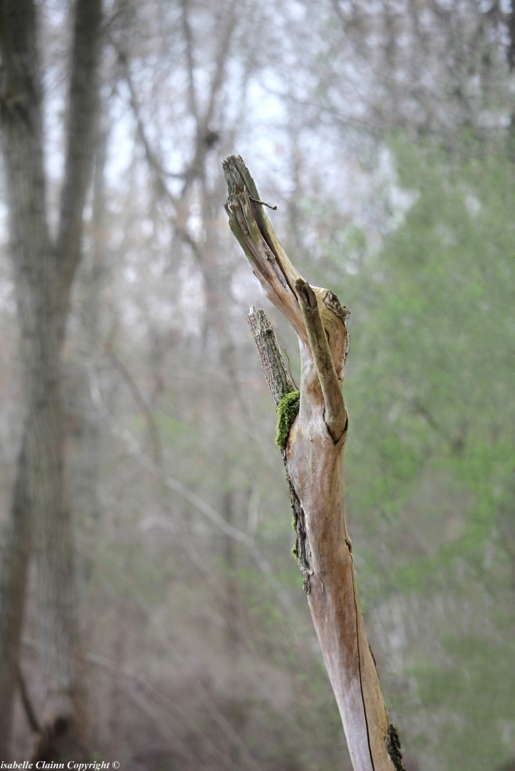 Arbre crocodilef2p.JPG