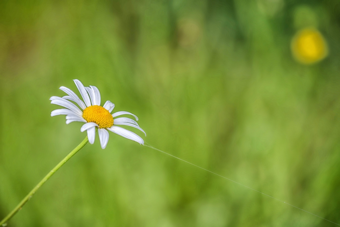 la margueritte et le fil.jpg