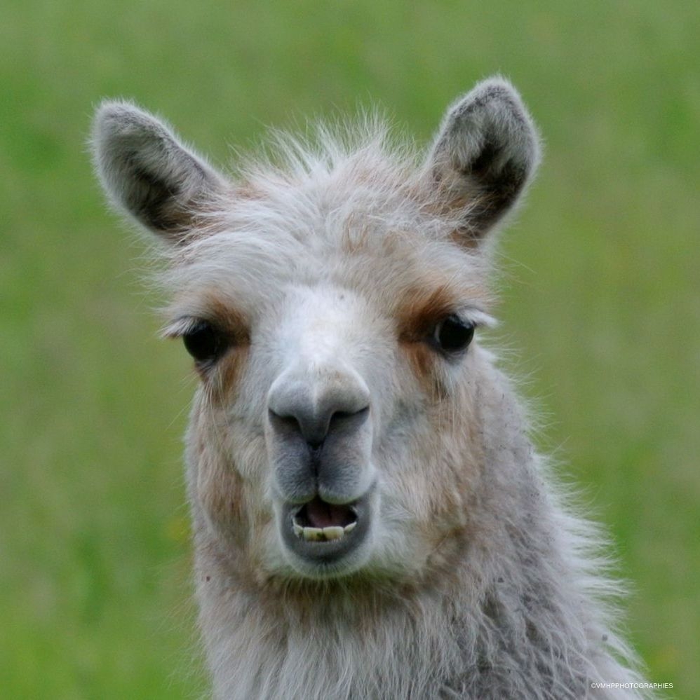 2017 - V1 - VERSION2.jpg