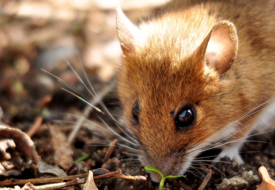 2016 - Mulot (39).jpg