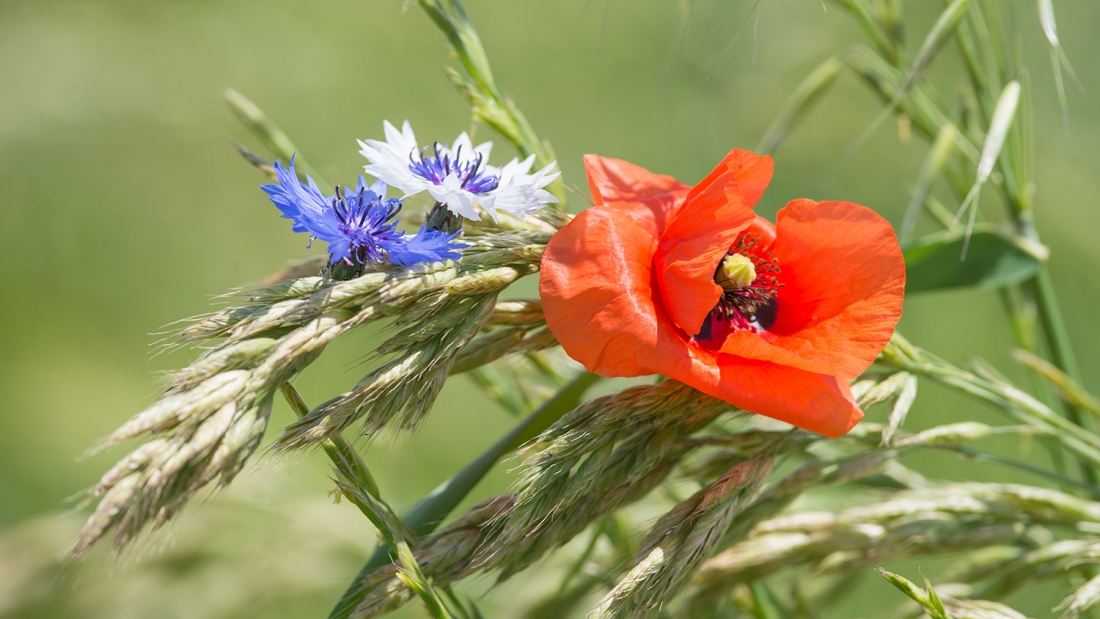 Bleu blanc rouge.jpg