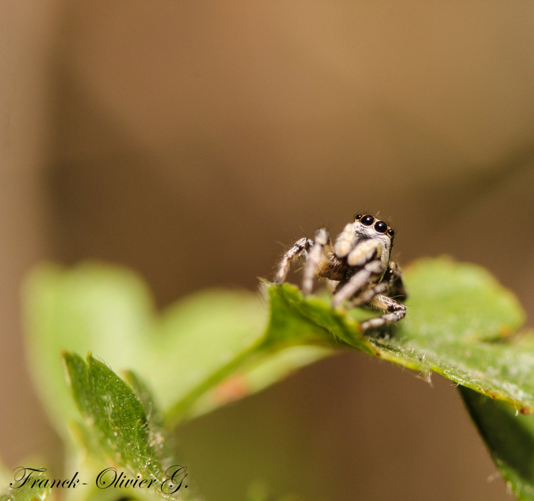 saltique chevroné.jpg