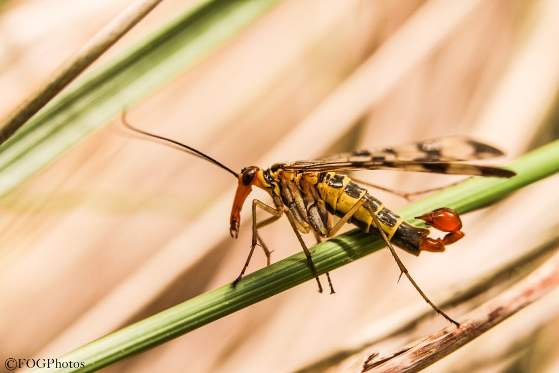 mouche scorpion.jpg