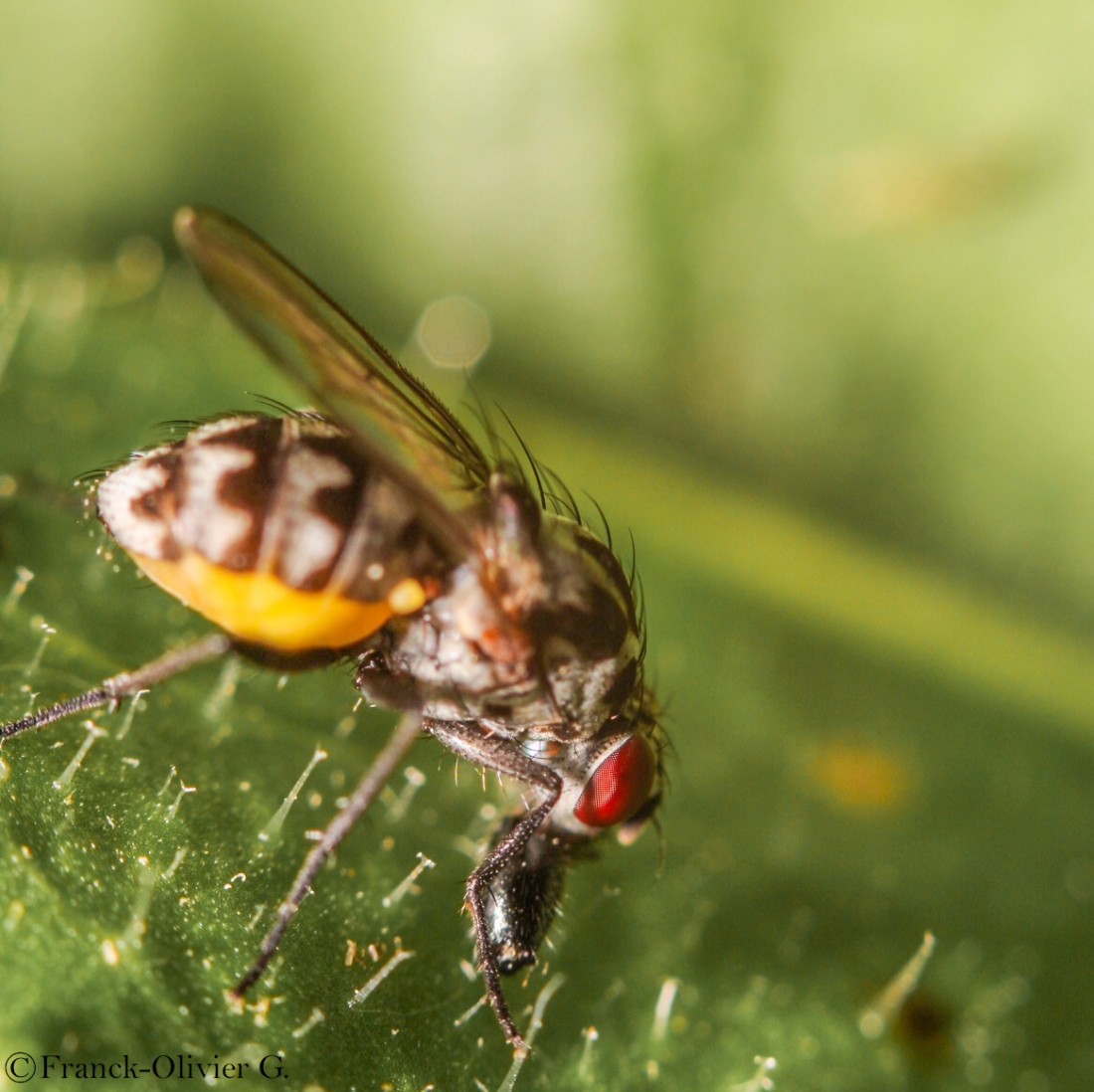 mouche tueuse.jpg