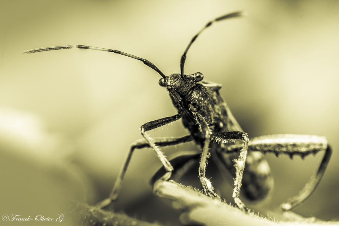 noir et blanc insecte.jpg