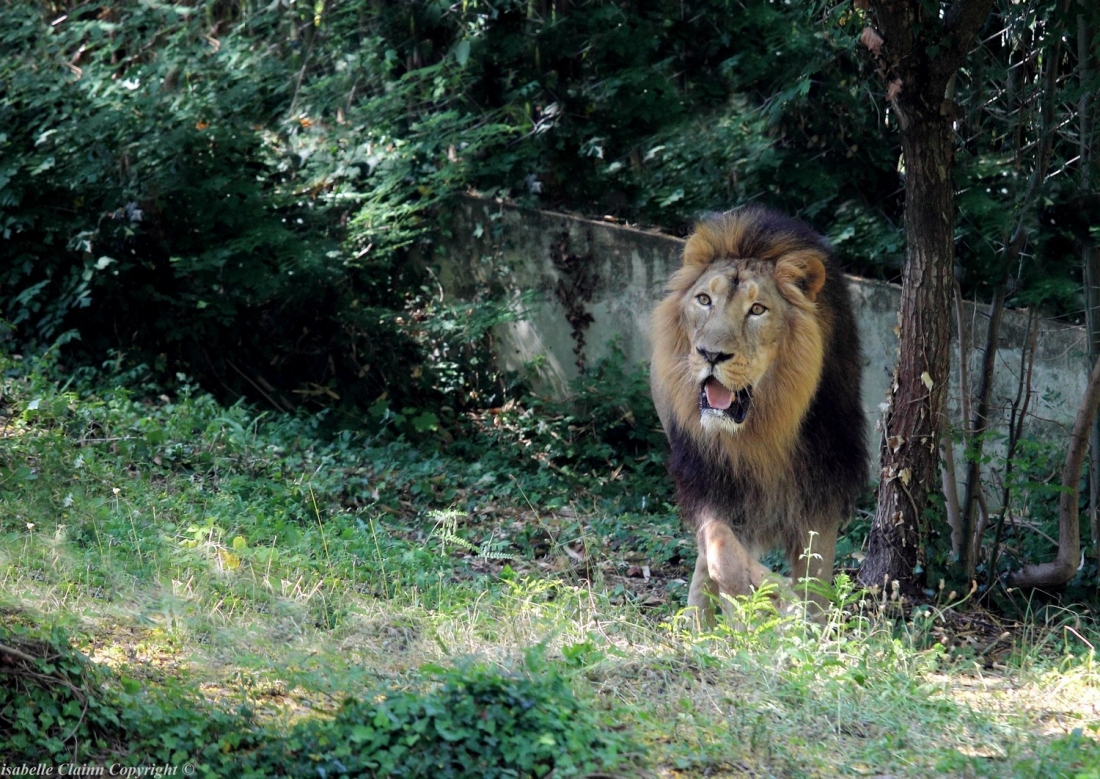 596f179356ebe_lionf2p.thumb.JPG.65d0aa6be2ac088a0a5bea09b449fc58.JPG