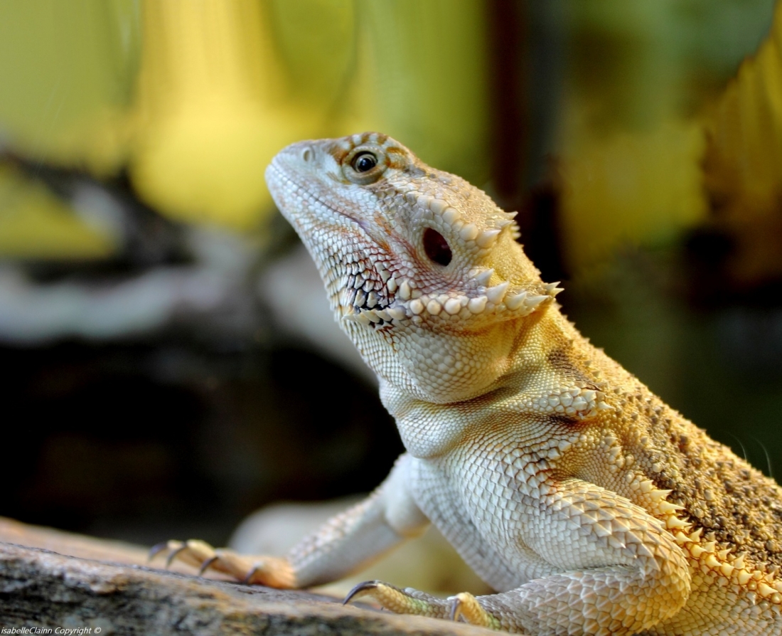 5971a07c93adb_iguane2f2p.thumb.JPG.bee715cb677b355dc6bd0460c802bcb0.JPG