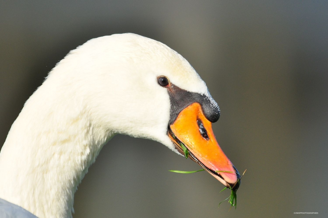 2014 - cygne(s) terre (43).jpg