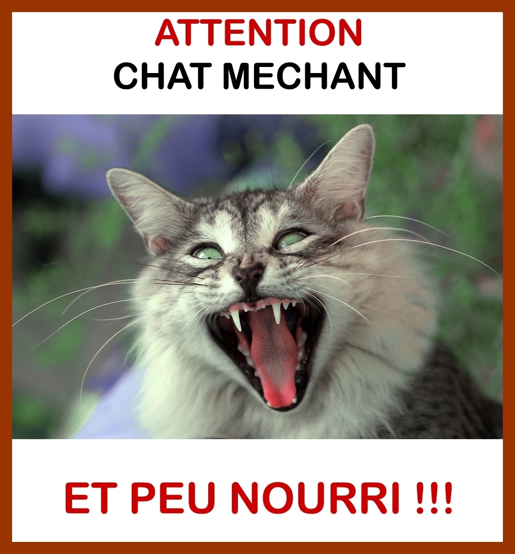 AttentuonChatMéchant.jpg
