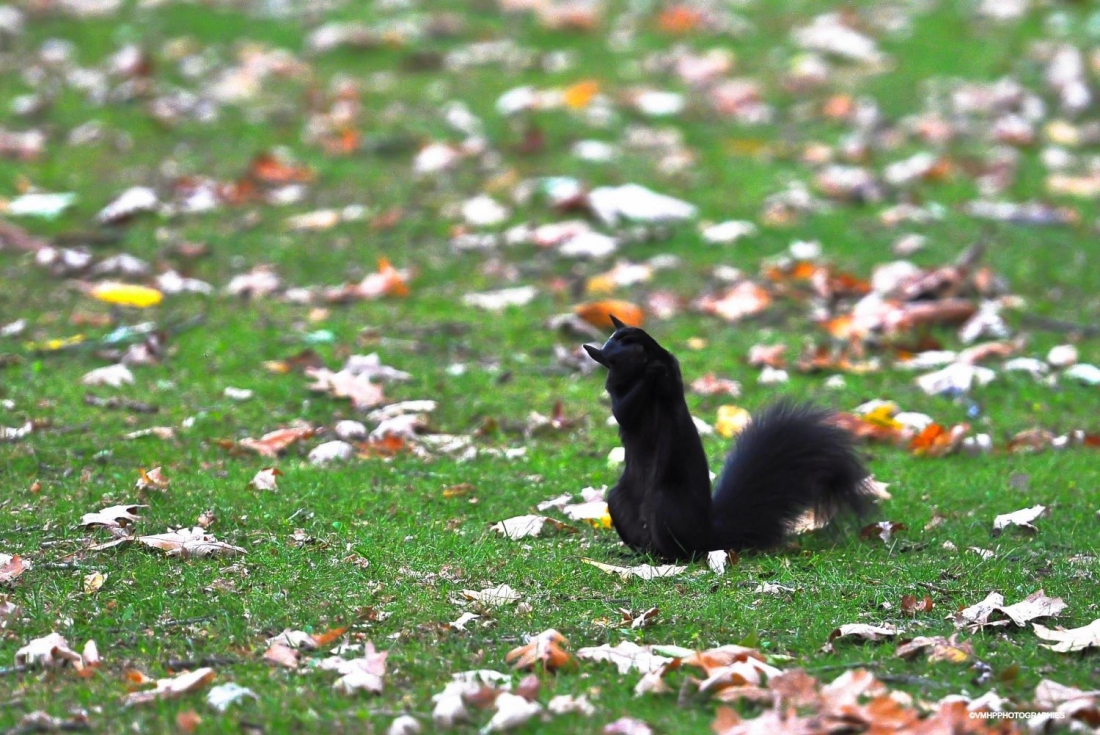 Automne 2014 - Gatineau.jpg