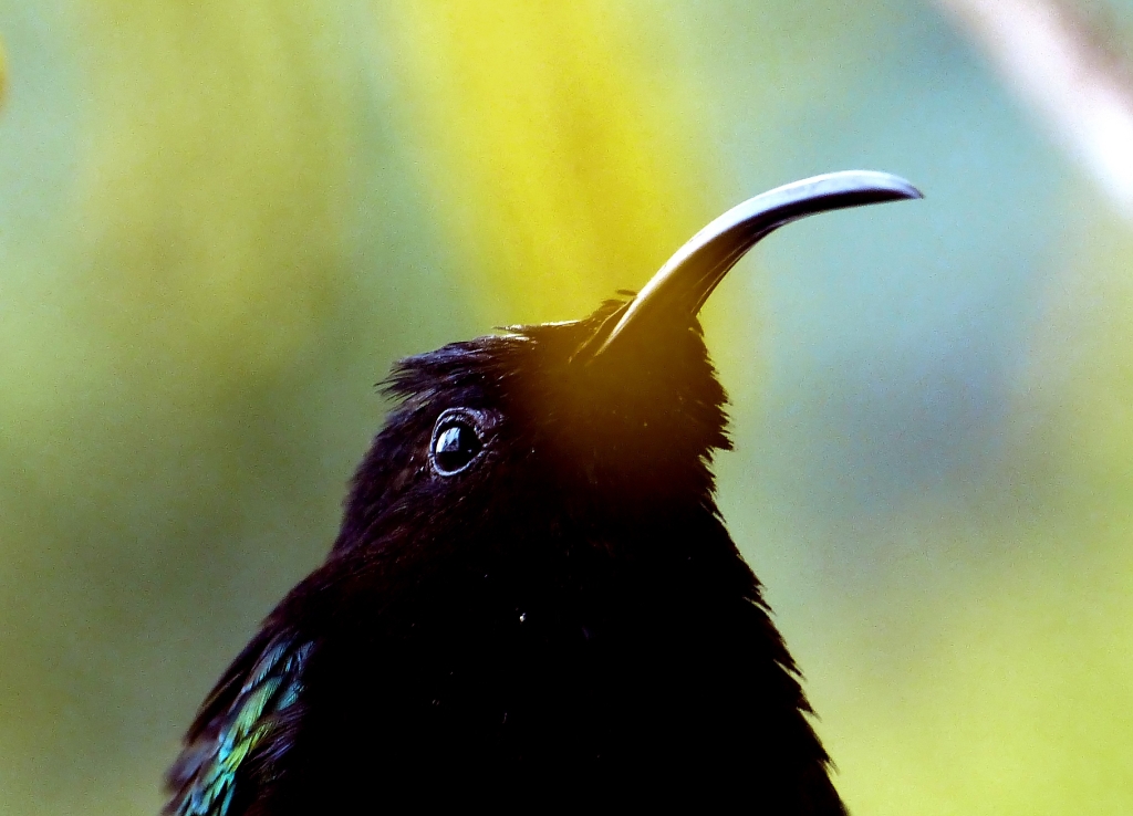 Bouboule15Mrs17 (3).JPG