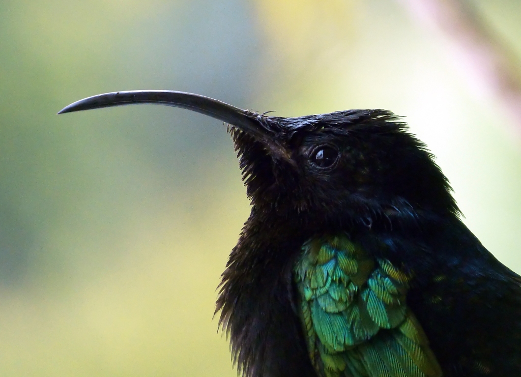 Bouboule15Mrs17 (2).JPG