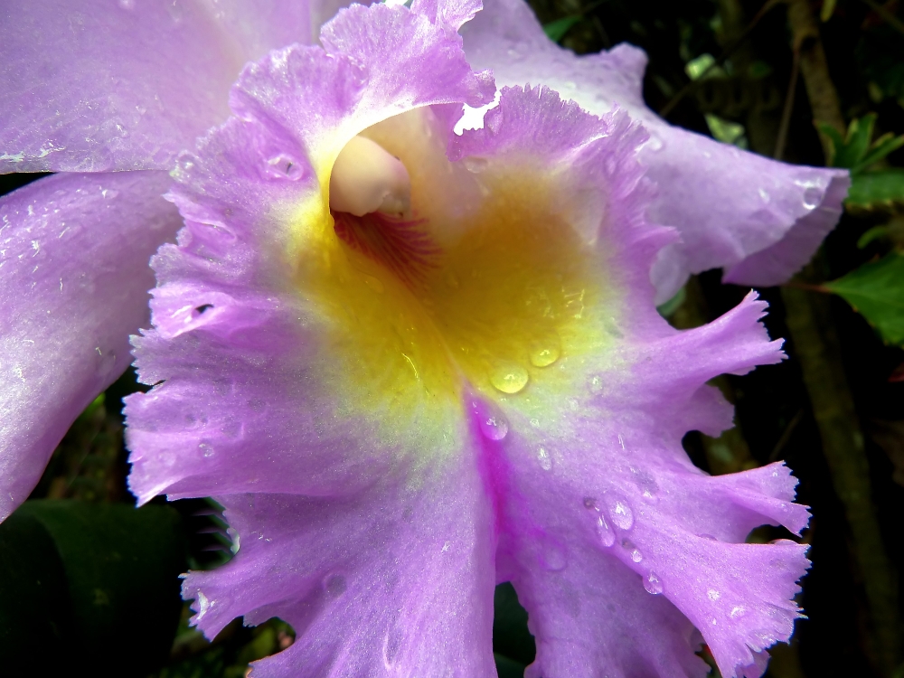 OrchidéePluie2Yvon (1).JPG