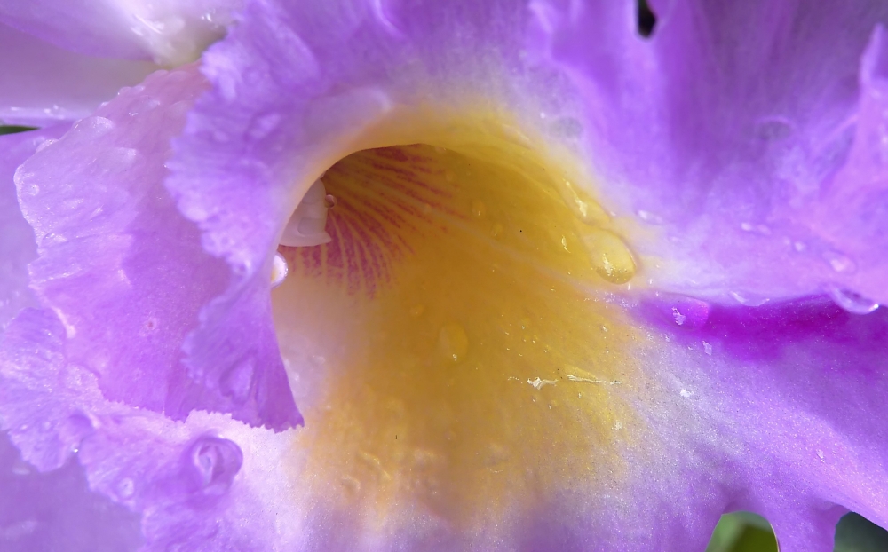 OrchidéePluie2Yvon (2).JPG