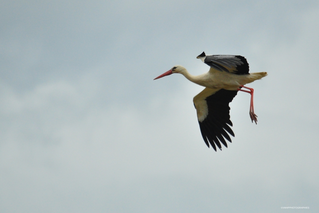 2015 CYGOGNE (19).JPG