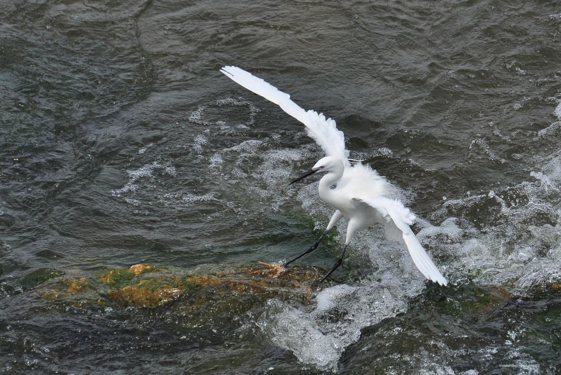 2014 - Aigrette (45).jpg