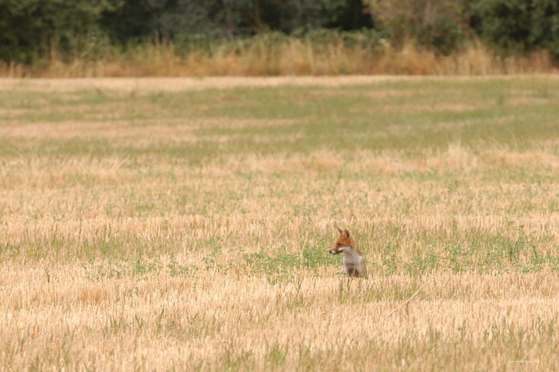 RENARD ST PARIZE 1.jpg