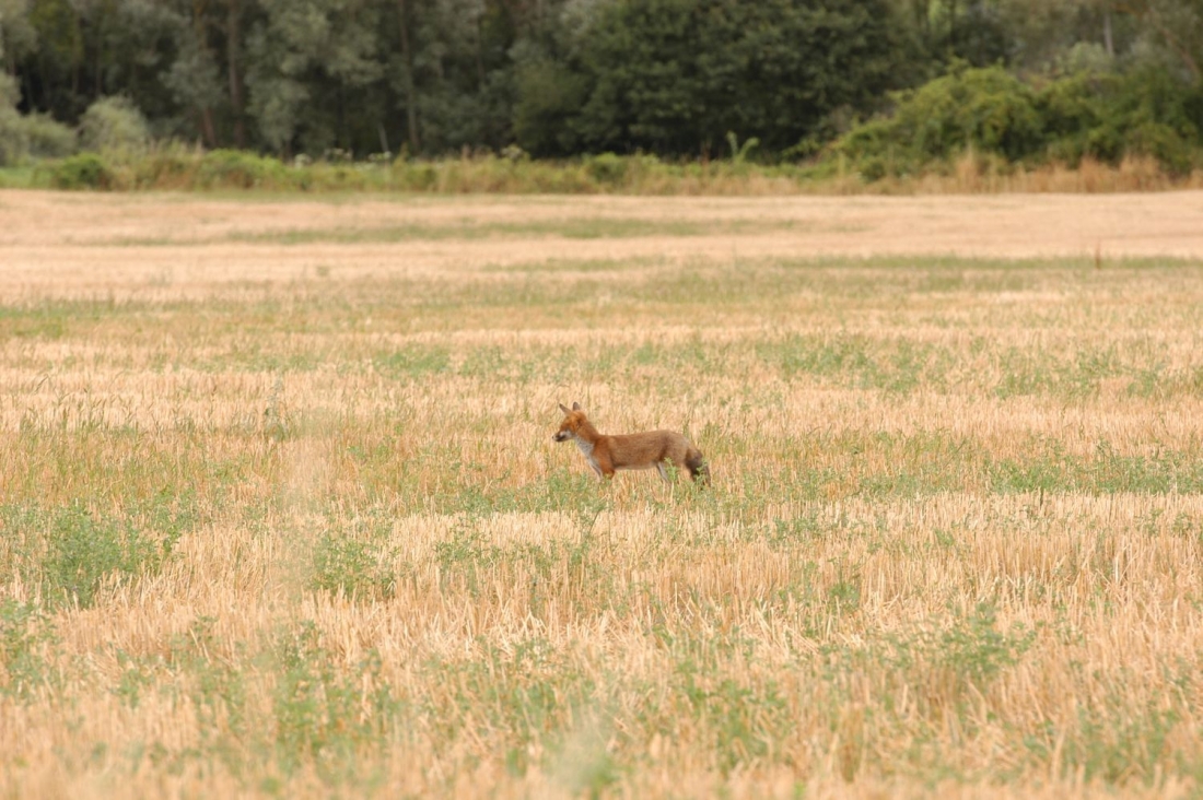 RENARD ST PARIZE 2.jpg