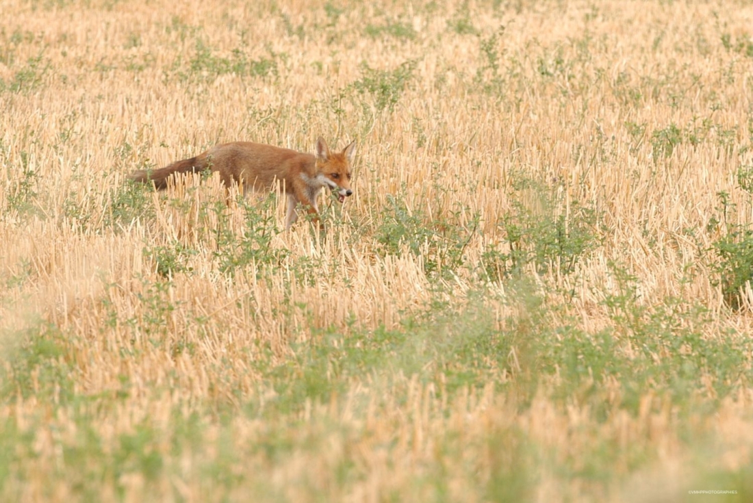 RENARD ST PARIZE 3.jpg