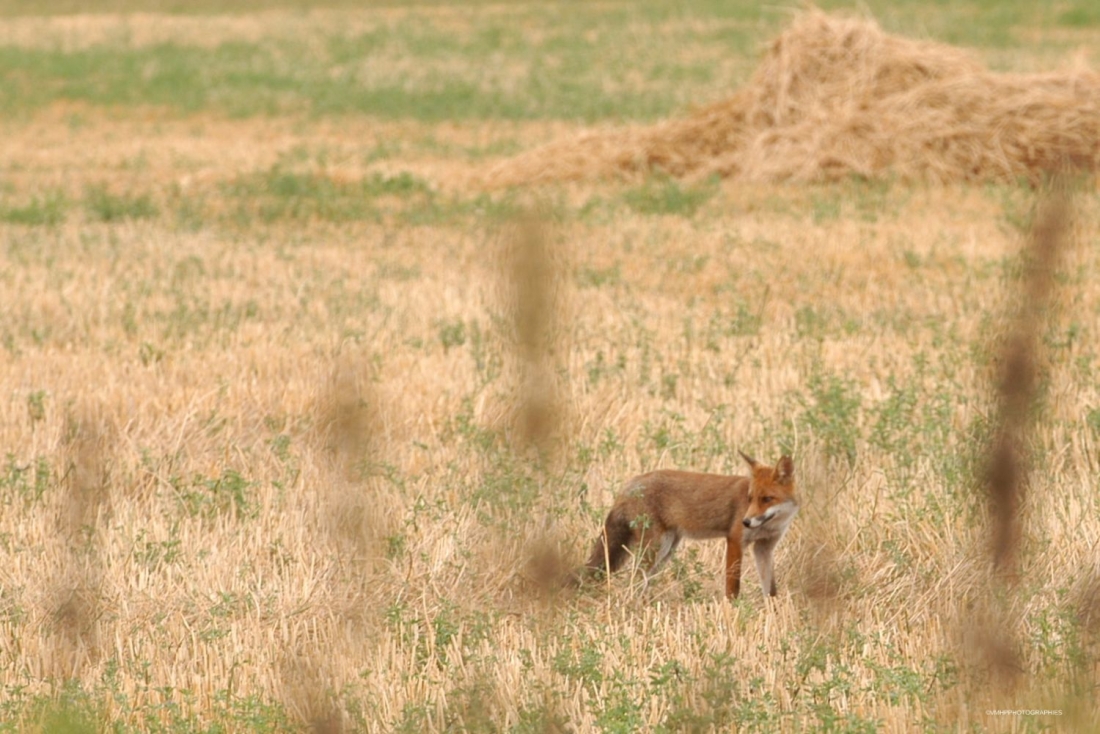 RENARD ST PARIZE 4.jpg