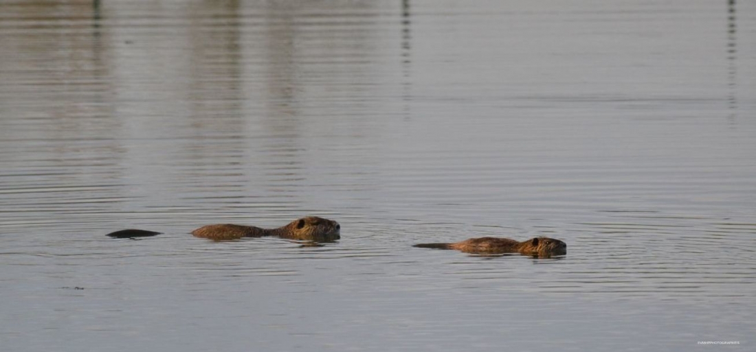 2012 - Myocastor(s) (36).jpg