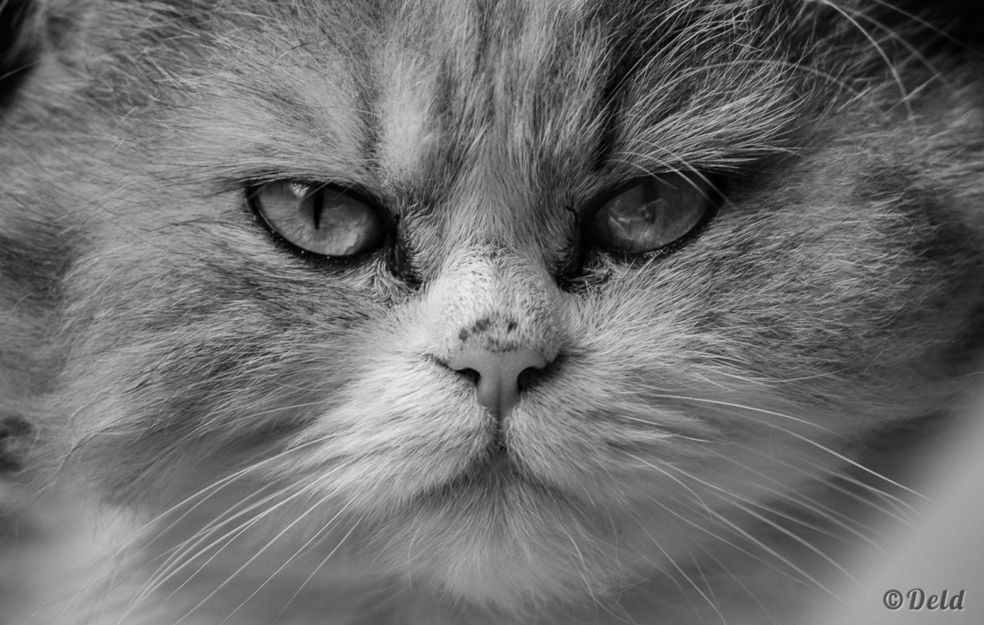 DSC_0776.thumb.jpg.e0355ec2f3cb56b92eff10f0d39a93c0.jpg