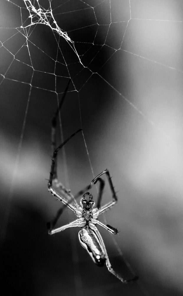 arachno.thumb.jpg.2eed2f8eb7ca1d5c3a9ebc14d6d71228.jpg