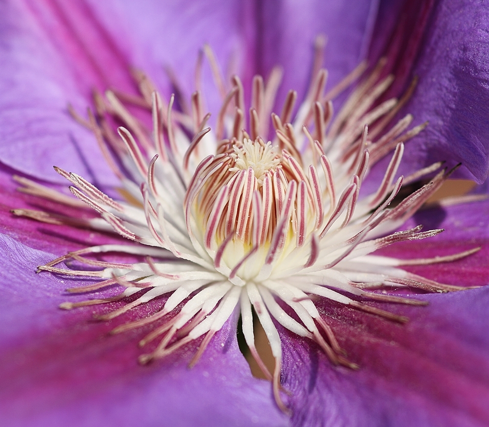 clematite.thumb.jpg.10c7e408e9389e1904efbe3fe1865c2d.jpg