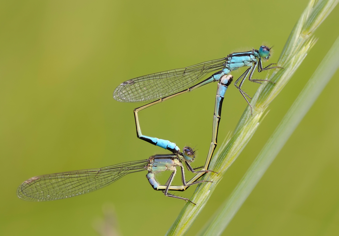 demoiselle_1.thumb.jpg.b57825803cb5d5e18d79f0dacfc61457.jpg