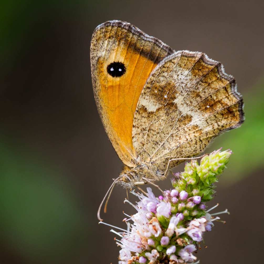 170801macro_jardin-75_carre_1500p.jpg