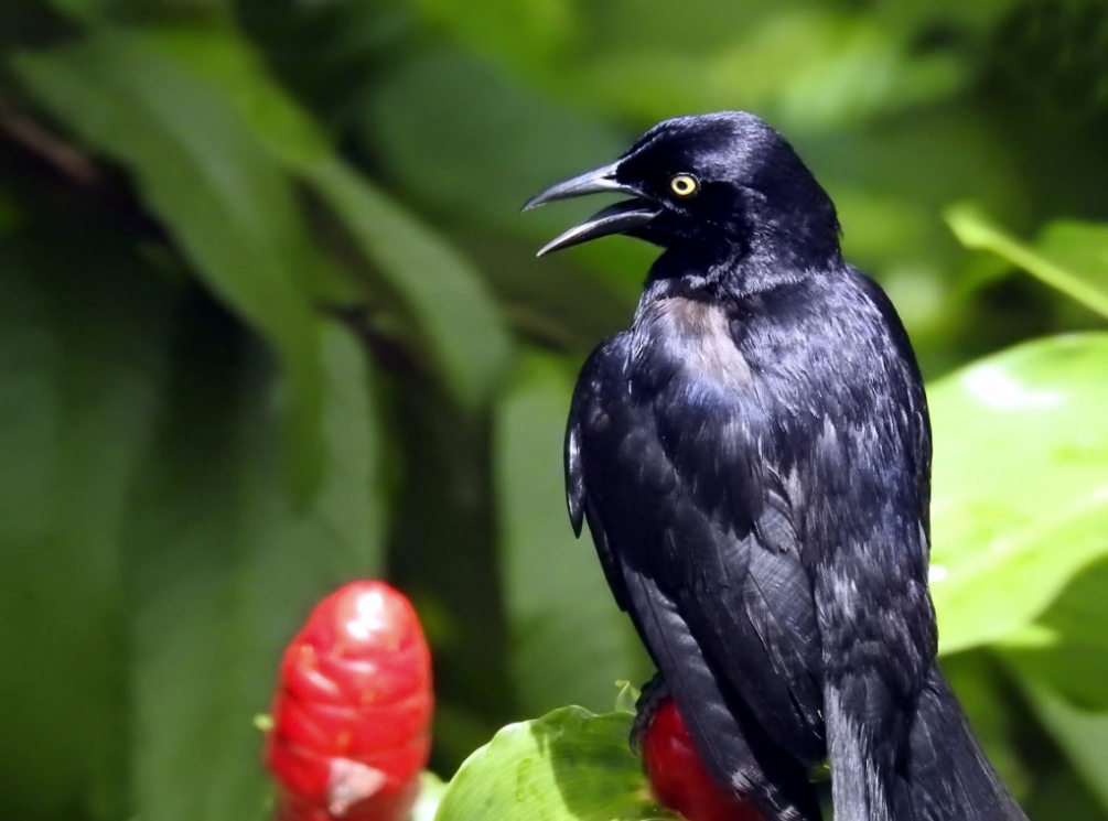 LeRougeEtLeNoir (2).JPG