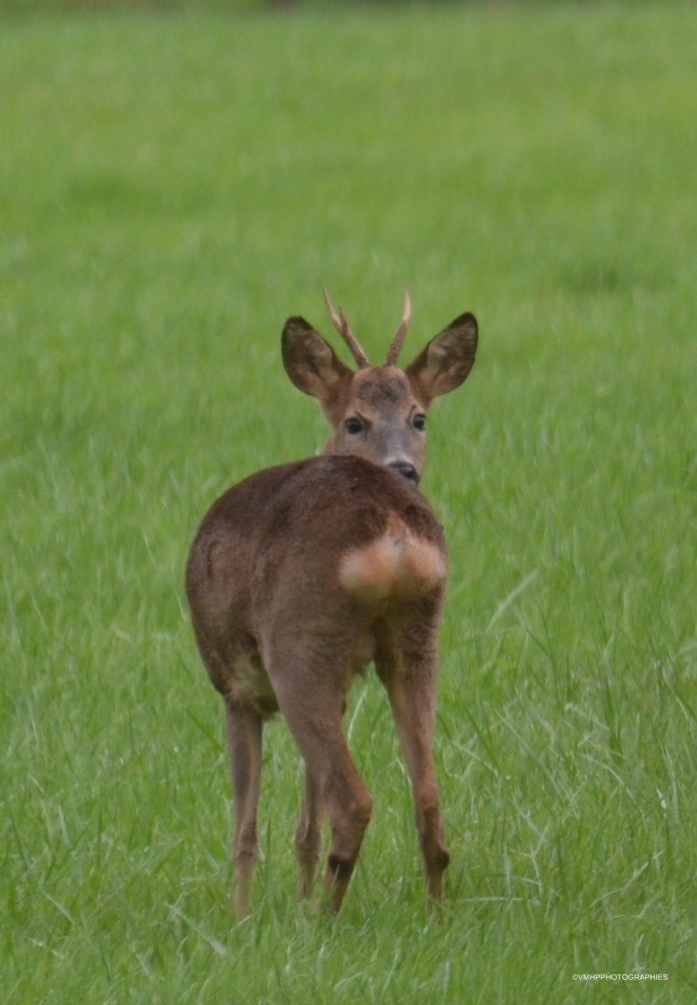 CHEVREUIL 2012 (5).JPG