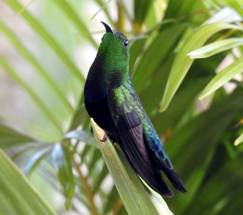 ColibriSam21_1_17 (2)Yvon.JPG