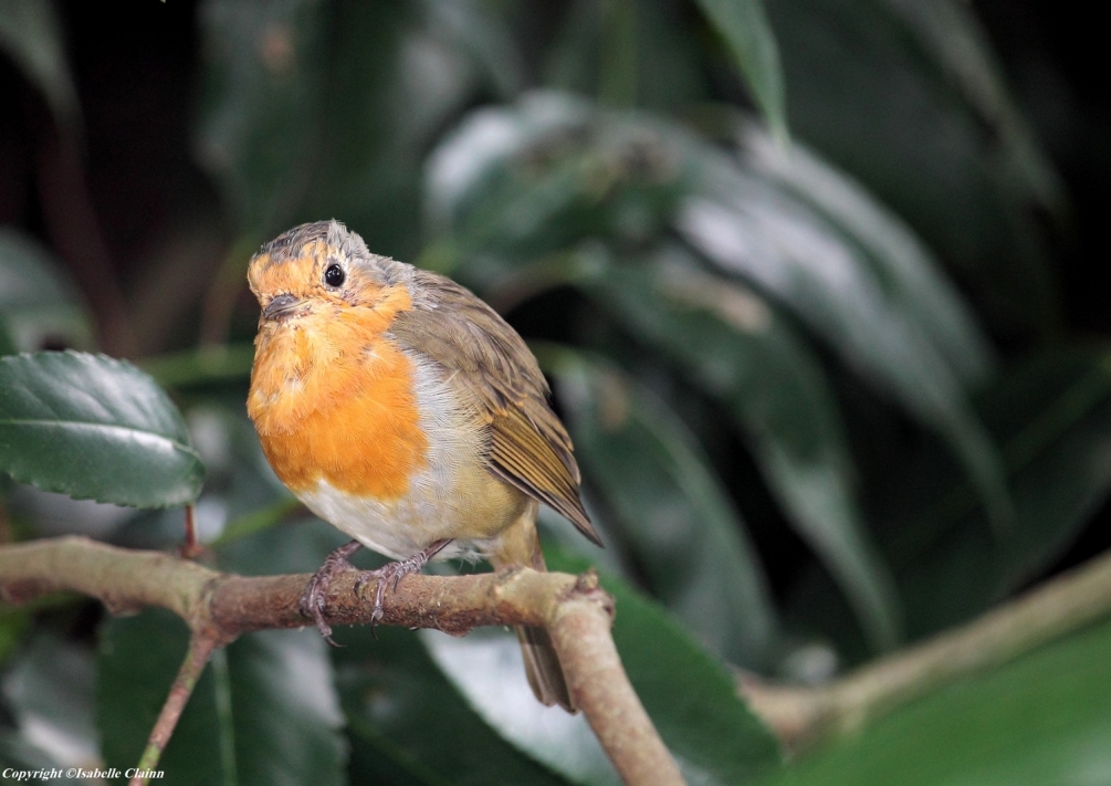 599537c625fb0_Oiseau3f2p.thumb.jpg.1f83ab55ebc32c157a716253b842b8dc.jpg