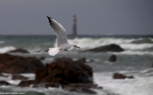 59968afe31087_Mouette5F2P.thumb.jpg.990db1bc6b1bbc41b339d5bccf269bc5.jpg