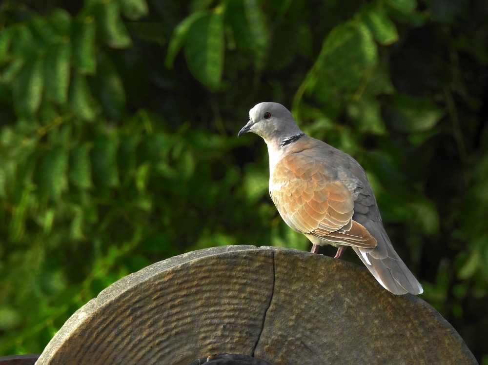 TourterelleTurque23Aout17 (1).JPG