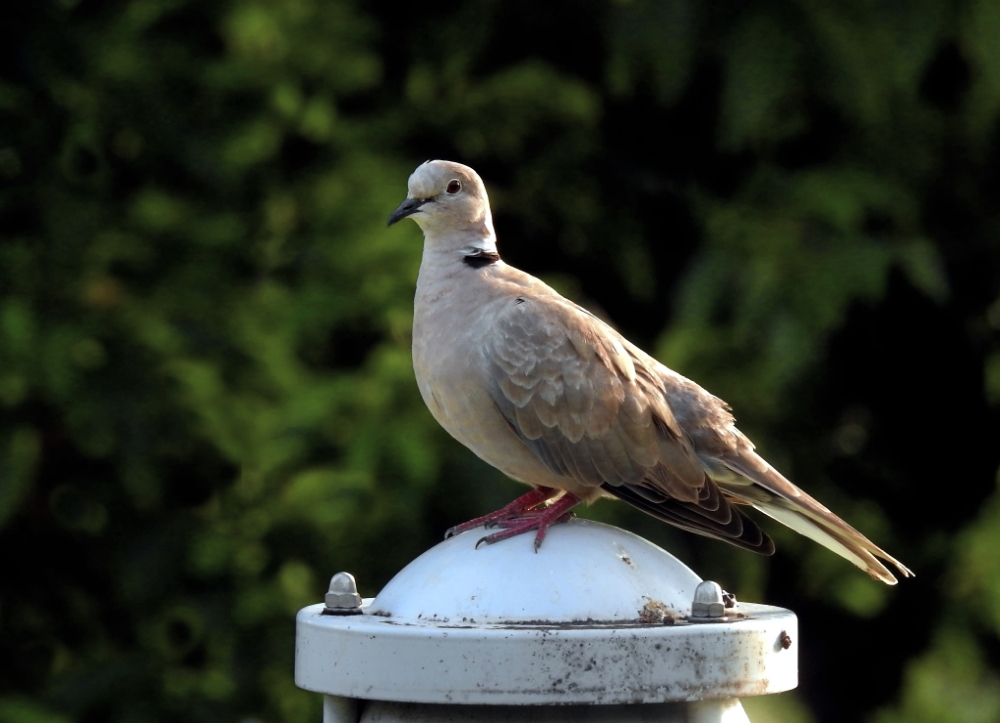 TourterelleTurque23Aout17 (2).JPG