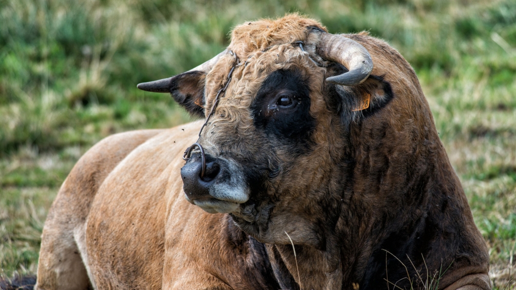 taureau de St Sauveur.jpg