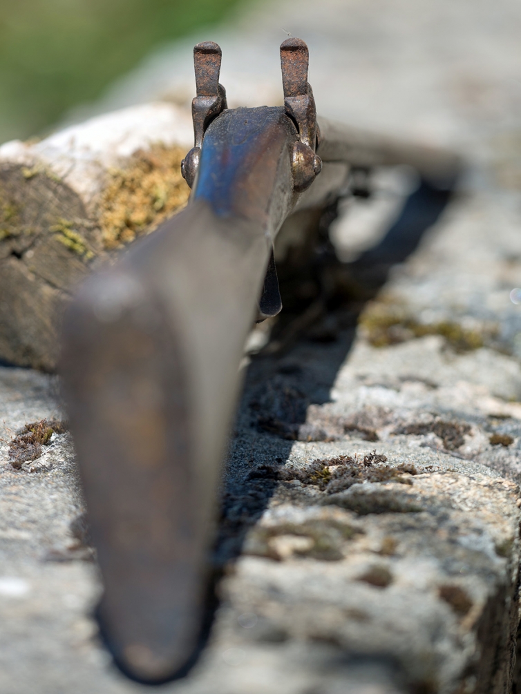 les chiens du vieux fusil (2).jpg