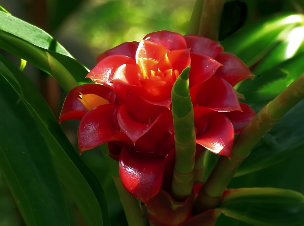 roseMalaisie1Yvon (2).JPG